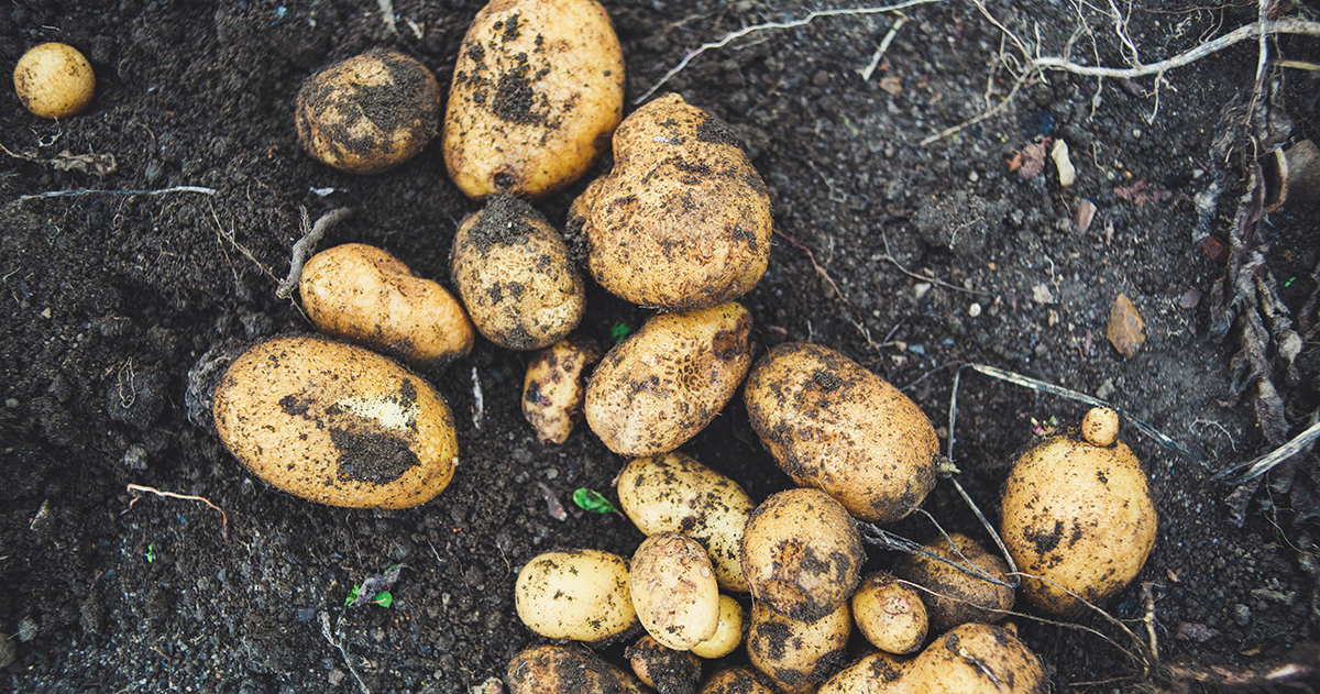 A photograph of freshly dug potatoes