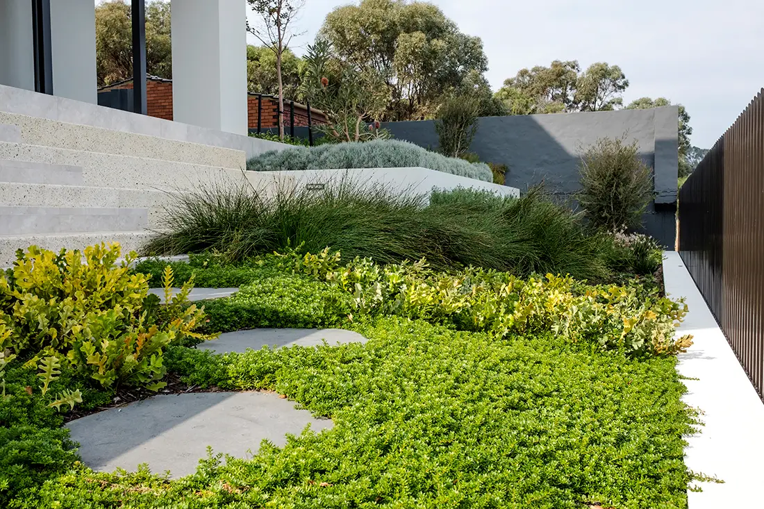 Hardy ground cover in between stone steppers in a coastal native landscaped garden.