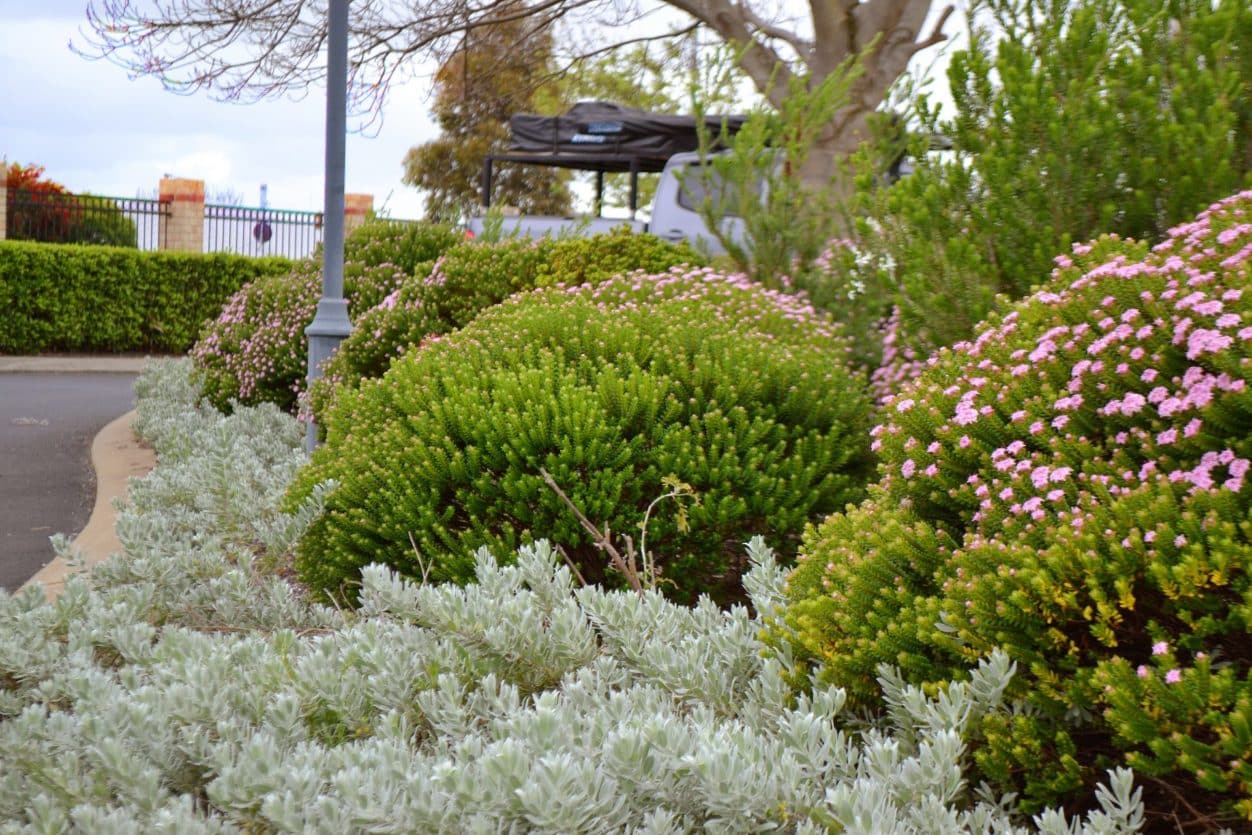 Bethanie fields aged care landscaping with flowering hardy plants.