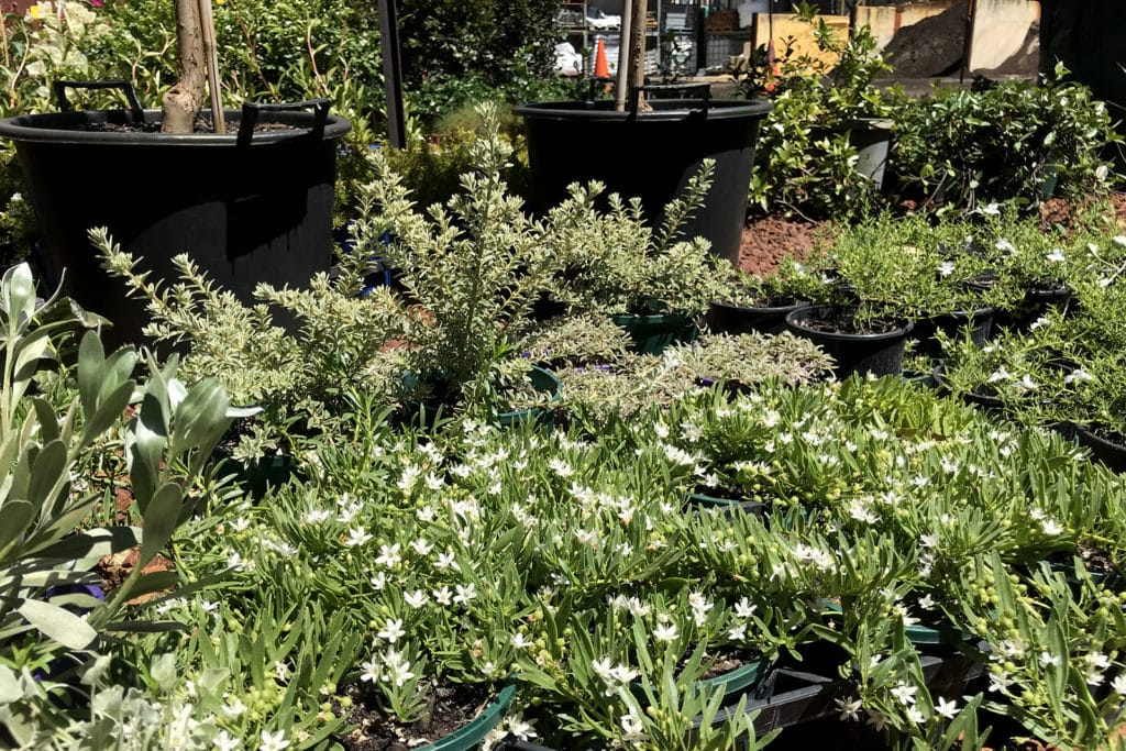 A large portion of our stocked plants are native, or otherwise very hardy.