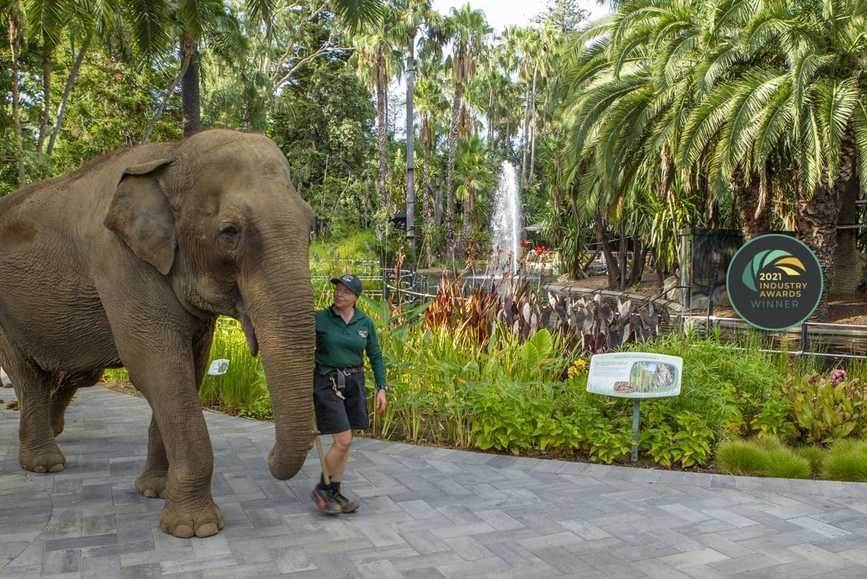 a zookeeper leads an elephant through the Perth Zoo Landscape
