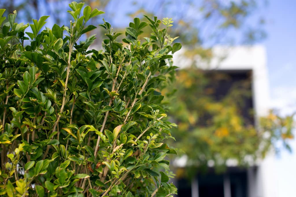 A photograph of the thick foliage of a hedge.