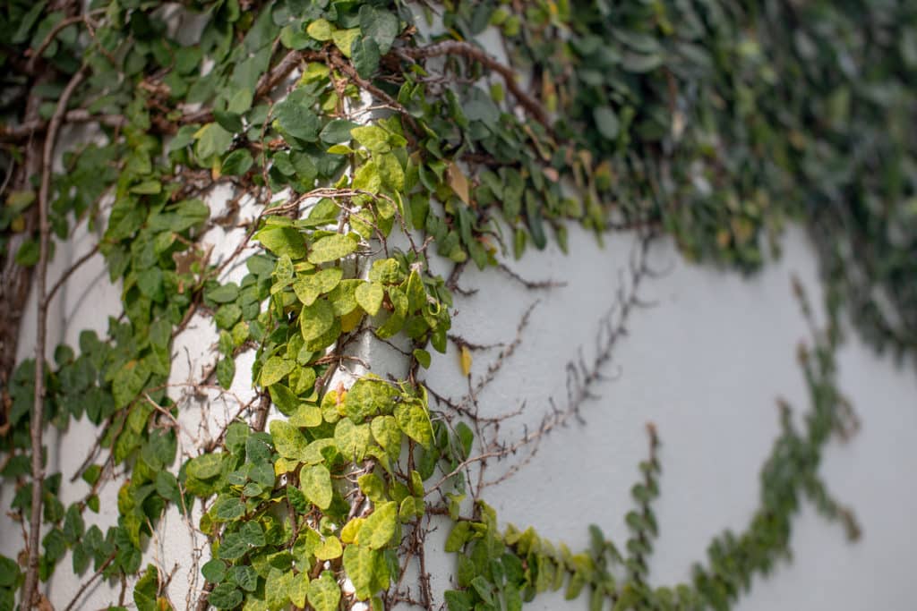 A photograph of creeping fig climbing over an outdoor wall.