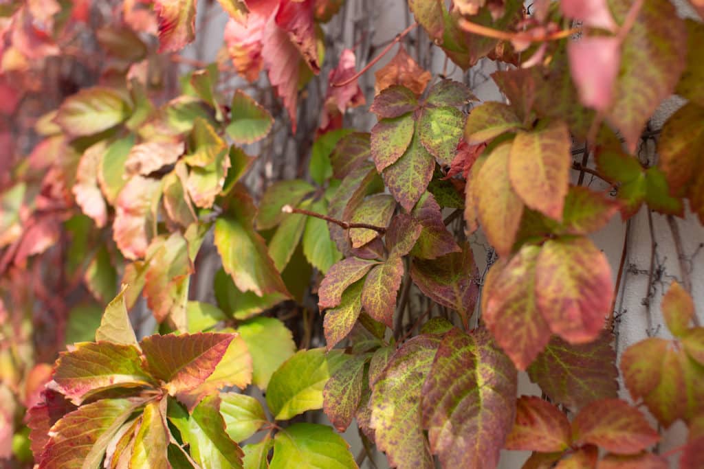 A photograph of Boston ivy turning red in autumn.