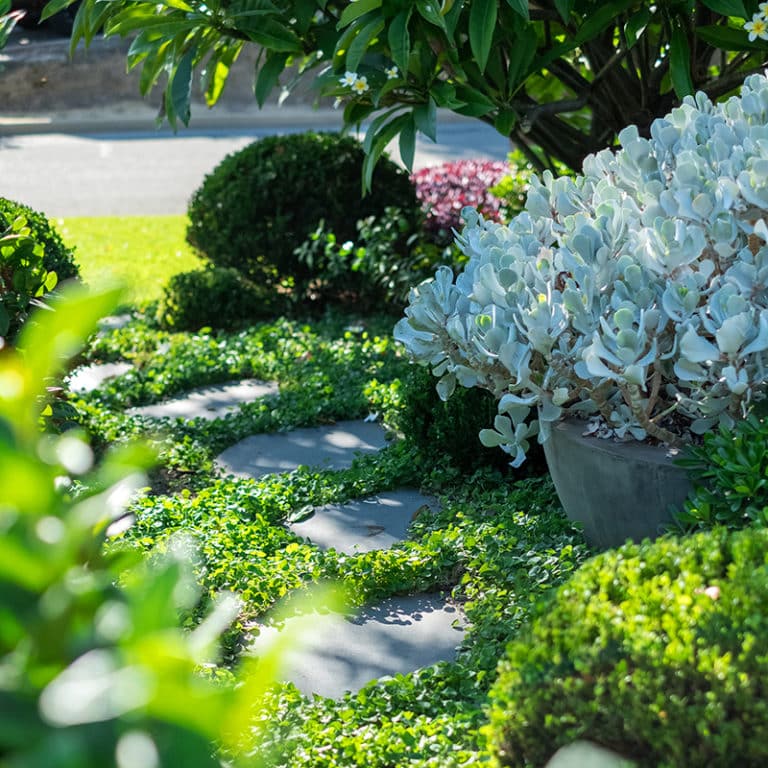 Selecting the Right Plants for Your Perth Garden - Tim Davies Landscaping