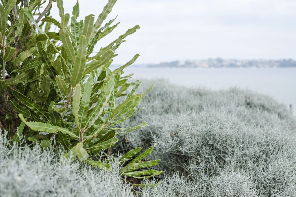 10 Ways Native Plants Can Enhance Your Perth Garden - Tim Davies ...