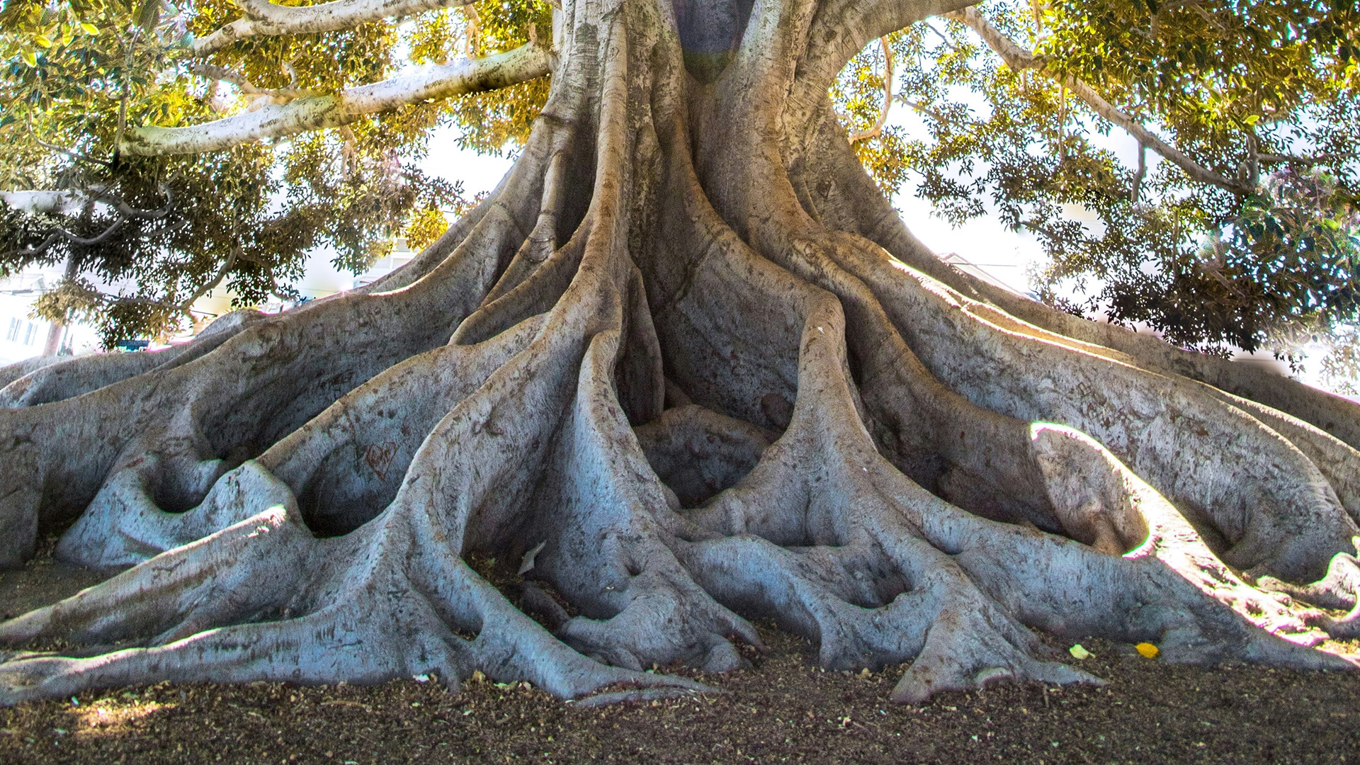 large ficus root system