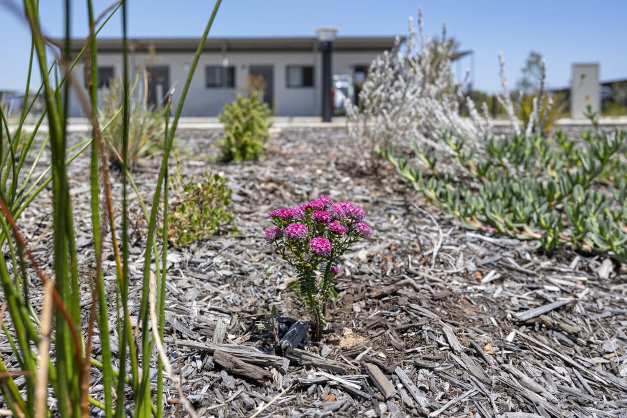 Planting at Paris Grove