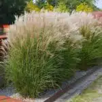 Miscanthus 'Chinese Silver Grass'